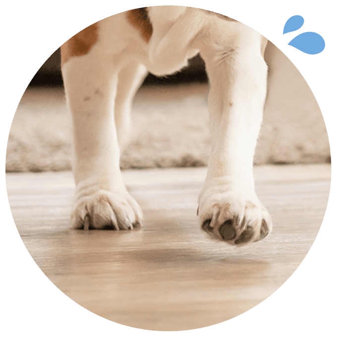 フローリングを歩く犬の足元